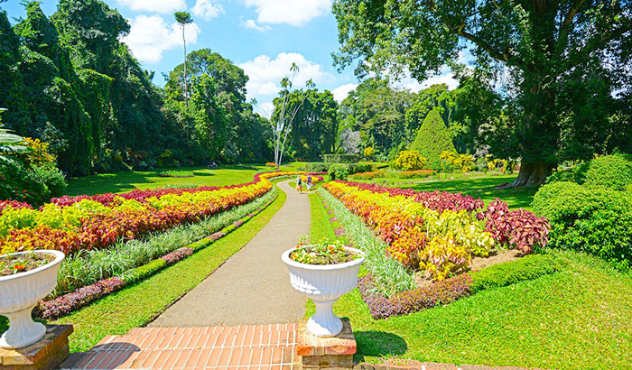 Peradeniya-Botanical-Gardens-in-Kandy-Koshy-Koshy-flickr